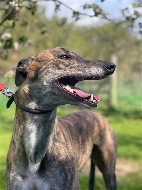 gbgb greyhound results today.